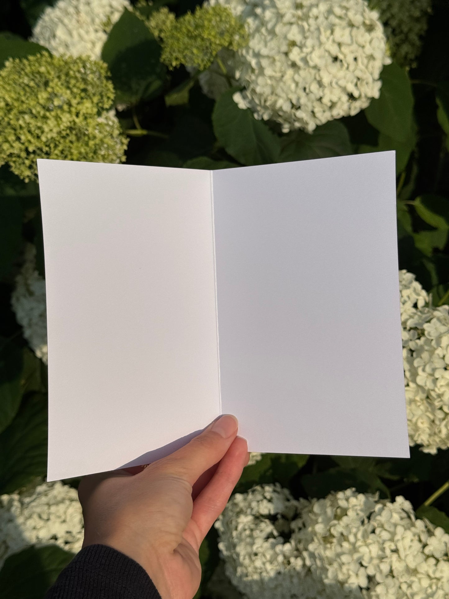 Quiet Shade Blank Card